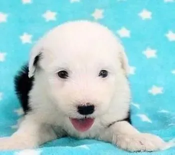 古代牧羊犬|训练出优秀哈士奇是不容易的
