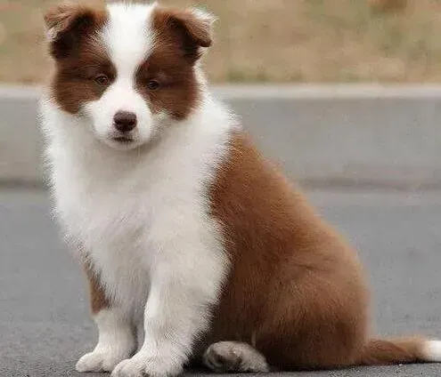 边境牧羊犬|清晨边境牧羊犬就呕吐白沫是为什么