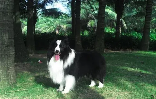 喜乐蒂牧羊犬缺点 不太喜欢改变生活习性 | 喜乐蒂牧羊犬