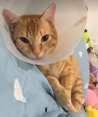 黑猫哥戴防舔圈后认不出 橘猫单手爆扣出拳中猫脸 | 猫