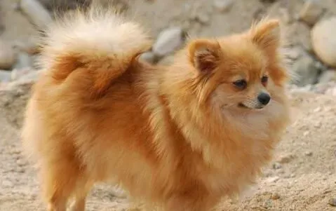 博美犬难养么 博美犬喂养要点是什么 | 博美犬