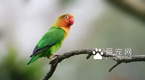 怎么训练鸟儿开抽屉 通过食物来诱惑鸟儿 | 虎皮鹦鹉