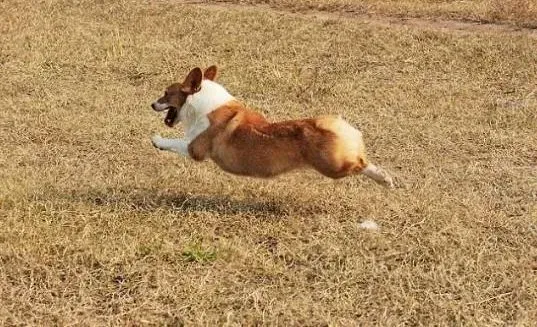 柯基犬|为什么要让柯基犬远离干狗粮