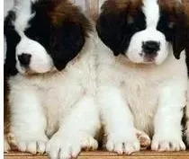 圣伯纳犬|圣伯纳犬洗完澡就不吃东西尿多发黄这是怎么了