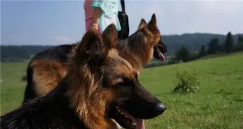 有多少种德国牧羊犬 现在的德牧分长毛和短毛 | 德国牧羊犬
