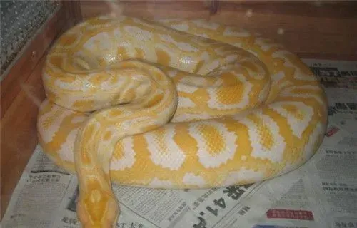 黄金蟒认识主人吗 黄金蟒还是认识自己主人的 | 黄金蟒