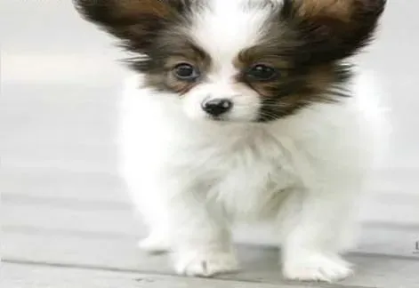 蝴蝶犬|蝴蝶犬在发情期与妊娠期的照顾