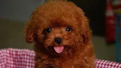 贵宾犬|饲养常识  怎样照顾贵宾犬更健康