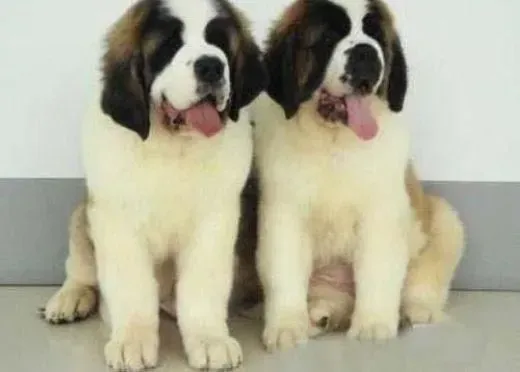 圣伯纳犬|圣伯纳犬的夏季离不开的资源——水