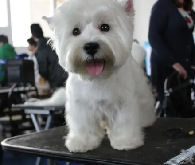 西高地|告诉你西高地犬爱用舌头舔人的原因