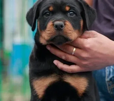 罗威纳犬|罗威纳犬洗澡后流鼻涕，打喷嚏是感冒吗