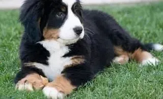 伯恩山犬|伯恩山犬感冒的防治方法有哪些