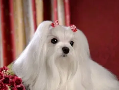 西施犬的特征 全身披有华丽的长毛 | 西施犬