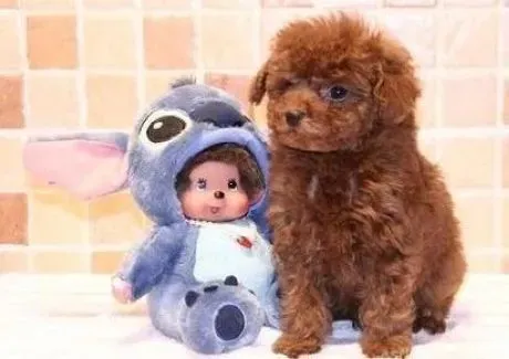 泰迪犬|怎样给泰迪犬幼犬做驱虫和接种疫苗的工作