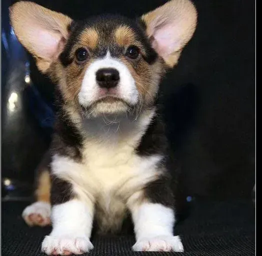 柯基犬|柯基犬咳嗽半个月一直不见好转吃什么药物能康复