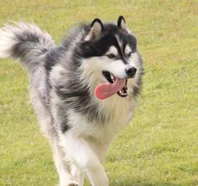 芬兰拉普猎犬的寿命 大概在11年左右 | 芬兰拉普猎犬