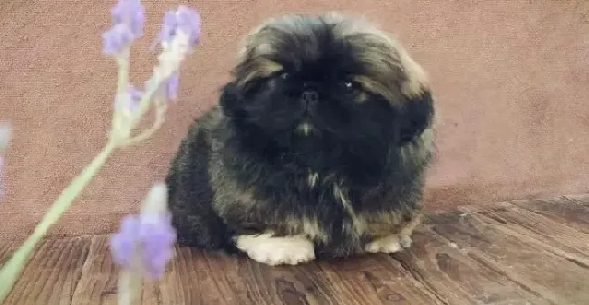 京巴狗|京巴犬最近不吃微量元素应如何解决这个问题