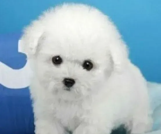 比熊犬|比熊犬不听从主人命令 这是怎么回事