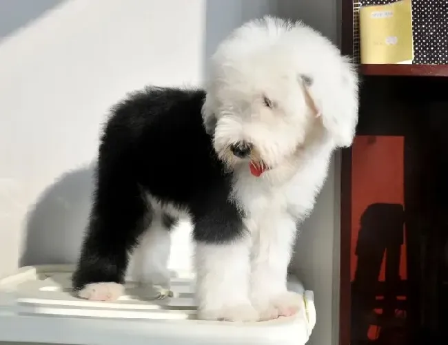 古代牧羊犬|古代牧羊犬的大便有点软是生病了吗