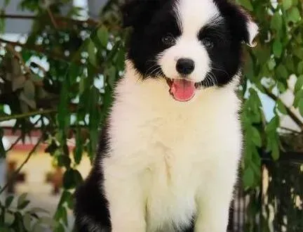 边境牧羊犬|边境牧羊犬日渐消瘦，怎么解决这个问题