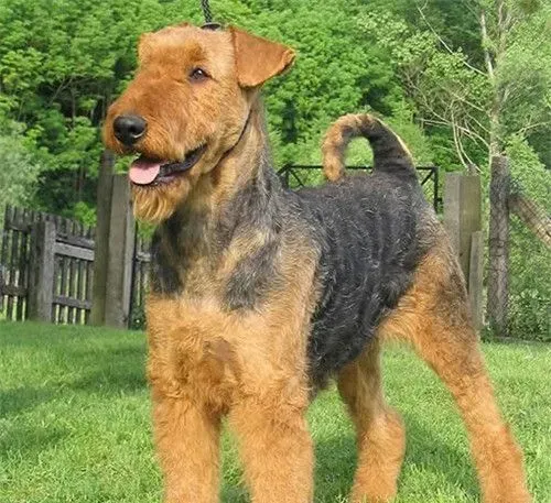 万能梗的忠诚度 万能梗忠诚友善是理想家庭犬 | 万能梗
