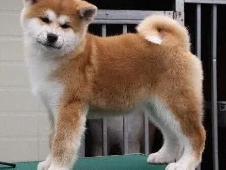 秋田犬|合理饮食很重要 秋田犬吃零食过多会怎样