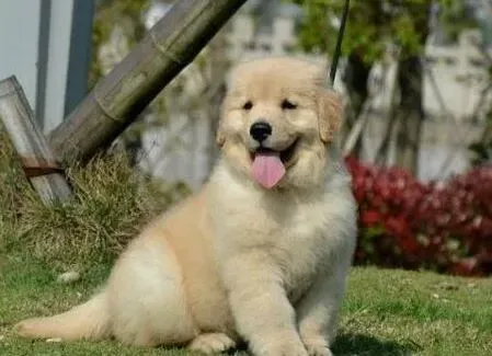 金毛|金毛犬大腿内侧严重掉毛是什么原因引起的