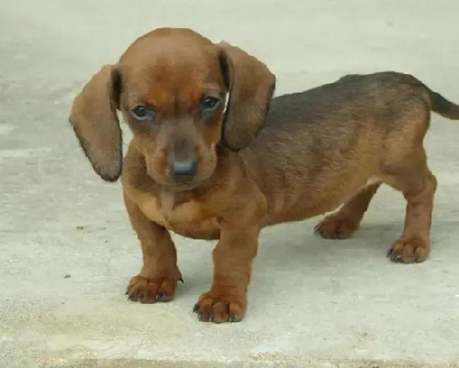 腊肠犬|腊肠犬吃多了怎样帮它尽快消化