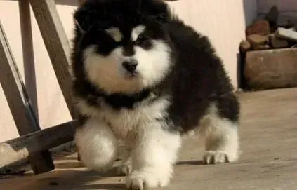 阿拉斯加犬|如何做好阿拉斯加雪橇犬孕期的管理工作