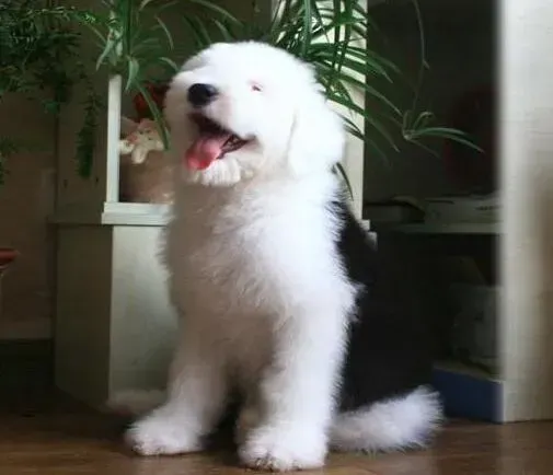 古代牧羊犬|古代牧羊犬患上急性肠胃炎了应如何调理