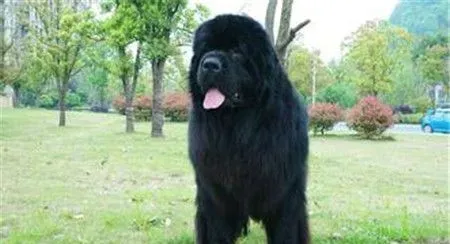 纽芬兰犬有几种颜色 公认的一共有四种颜色 | 纽芬兰犬