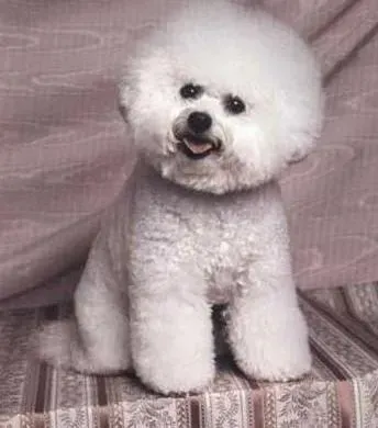 比熊犬|细谈比熊犬的狗粮怎样喂最合适