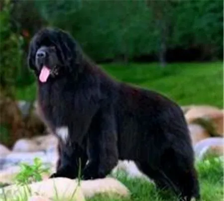 纽芬兰犬有几种颜色 公认的一共有四种颜色 | 纽芬兰犬