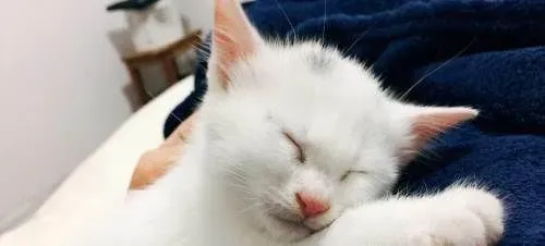 猫发情跑了怎么办 猫发情有哪些主要表现 | 猫