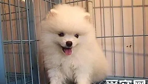 博美犬爱叫怎么办 狗狗们互相交流的方式 | 博美犬