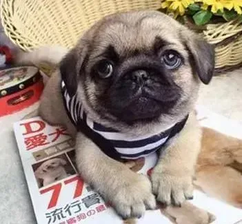 巴哥犬|巴哥犬不吃东西，上吐下泻是什么毛病