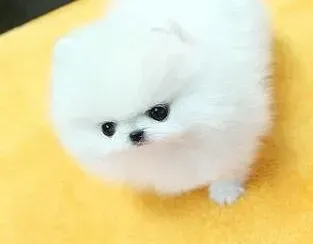 博美犬|博美犬怀孕20天了还可以洗澡吗