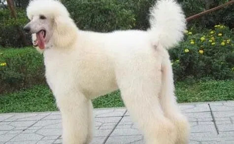 贵宾犬|做好贵宾犬美容护理工作的最基本步骤