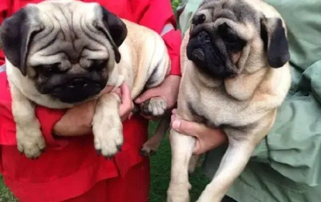 巴哥犬|怎样让巴哥犬掌握手的技巧