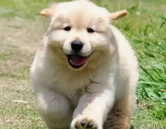 金毛|金毛犬眼睛有少许的眼泪是否正常