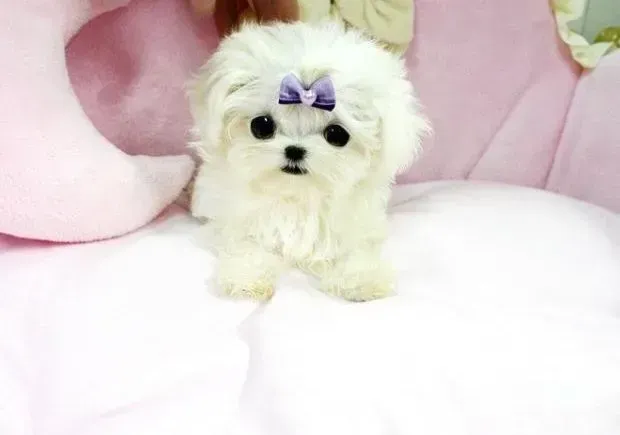 马尔济斯|马尔济斯犬最近总吃便便如何改正这个毛病