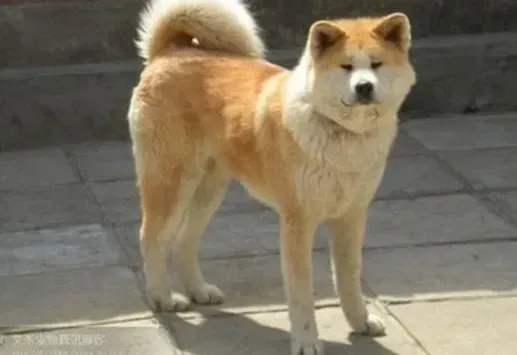 秋田犬|宠物医生告诉你如何预防秋田犬出现腹泻疾病