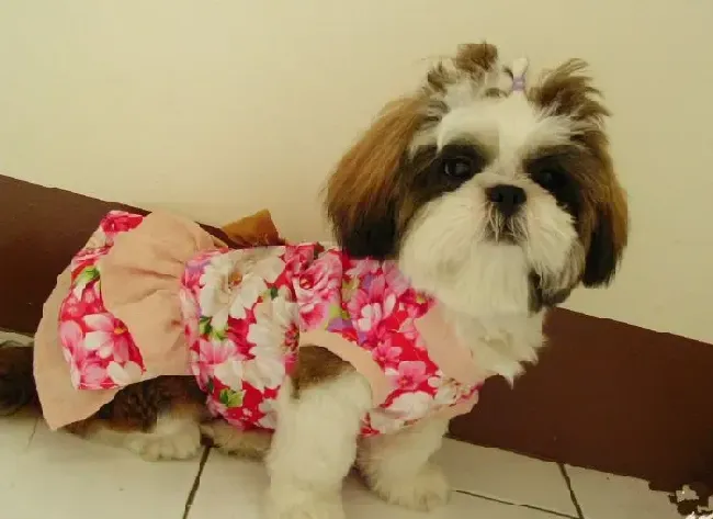 西施犬|我家西施犬患上肠炎了该怎么办
