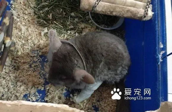 龙猫骨折了怎么办 尽快采取治疗的措施 | 龙猫