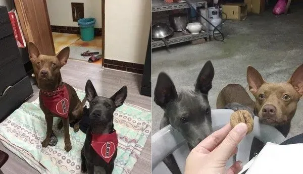 有趣的狗狗吃食照片被po出  来了解照片背后的故事