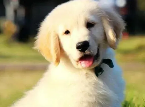 金毛|金毛犬容易患上的疾病与预防方法