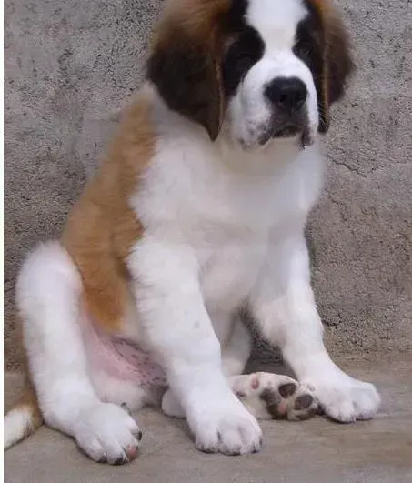 圣伯纳犬|圣伯纳犬吃什么狗粮比较好呢