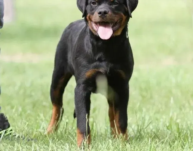 罗威纳犬|罗威纳犬不吃饭没有精神是什么毛病