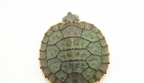 乌龟用什么养 住的环境和换水很重要 | 乌龟