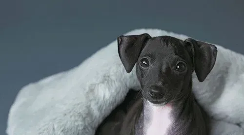 怎么样训练灵缇犬逮兔子 找有逮兔子经验的成年狗带 | 灵缇犬